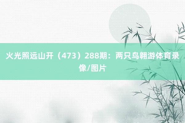 火光照远山开（473）　　288期：两只鸟翱游体育录像/图片